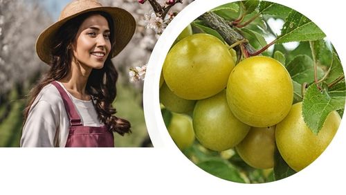 Śliwa RENKLODA ULENA wczesna ŻÓŁTA SAMOPYLNA / sadzonka / sadzonki na Arena.pl