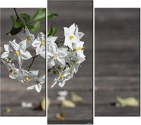 90 80CM OBRAZ T3 ELEM OWOCNE KWIATY MATHIAS ERHART DRUK ŚCIENNY