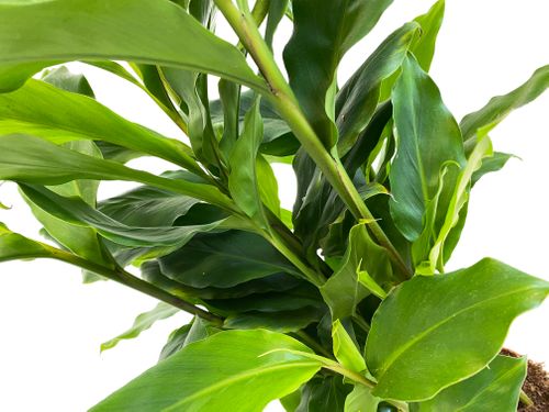 ELETTARIA CARDAMOMUM KARDAMON 60cm na Arena.pl
