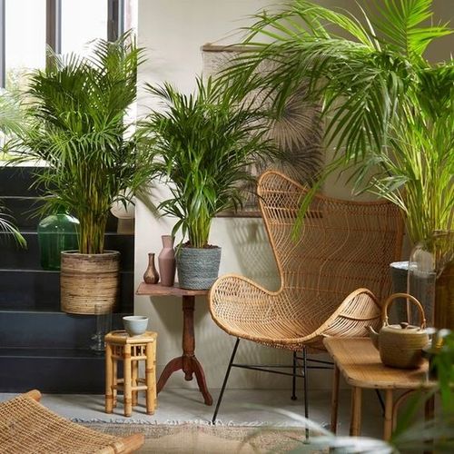 PALMA AREKA Dypsis Lutescens ŻYWY NAWILŻACZ DUŻA PALMA DEKORACYJNA na Arena.pl