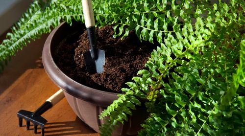 Ziemia Do Paproci, Podłoże Do Roślin Wzbogacone Nawozem, Optymalny Skład, na Arena.pl