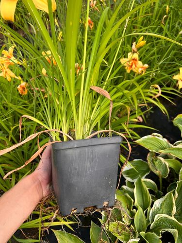 Liliowiec 'Double Happiness' (Hemerocallis) P13 na Arena.pl