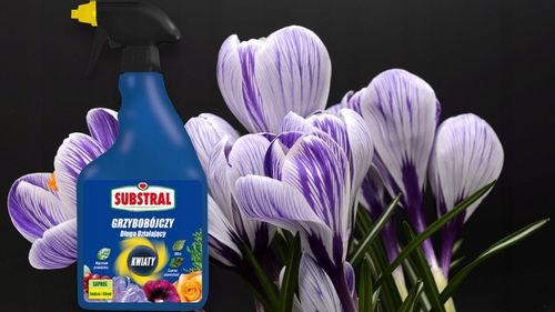 SAPROL GRZYBOBÓJCZY środek KWIATY: ZWALCZA CHRONI na Arena.pl