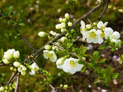 Pigwowiec pośredni JET TRAIL Białe kwiaty C2 na Arena.pl