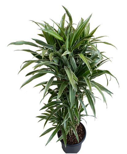 DRACENA WARNECKI 150 cm na Arena.pl