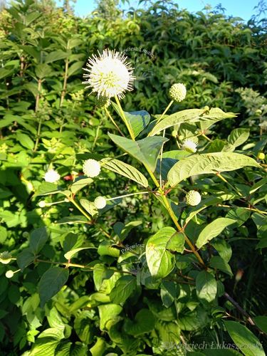 Guzikowiec zachodni - Cephalanthus occidentalis na Arena.pl