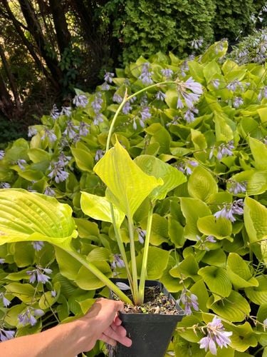 Hosta 'Sum and Substance' (Hosta) Złote liście Doniczka 2.5L na Arena.pl