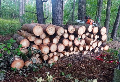 PIŁA SPALINOWA PILARKA ŁAŃCUCHOWA DO DREWNA 2X ŁAŃCUCH 2X PROWADNICA 2xOLEJ na Arena.pl