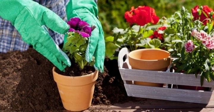 PODŁOŻE ZIEMIA DO KWIATÓW WARZYW ZIÓŁ IGLAKÓW LAUROWIŚNI 50L Z NAWOZEM zdjęcie 4