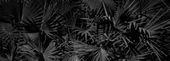 FOTOTAPETA Liście Monstera Paproci 200x130