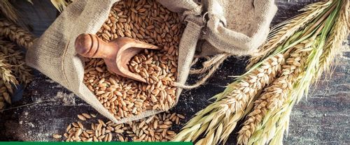 Maxim 025 FS 1L SYNGENTA - zaprawa do nasion o szerokim zastosowaniu na Arena.pl