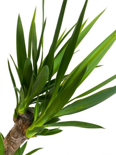 JUKA JUKKA (JUCA YUCCA) 80cm na Arena.pl