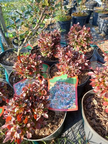 Berberys Thunberga Bagatelle karłowa forma kulista na Arena.pl