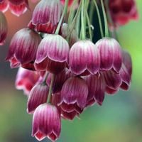 ENKIANT dzwonkowaty MIODODAJNE 70 cm