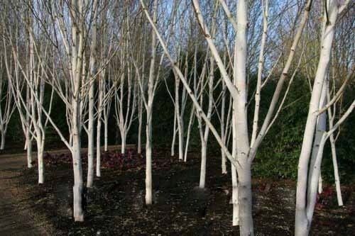 Brzoza jacquemontii doorenbos 20-40cm P9 na Arena.pl