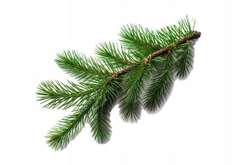 ŻWIREK PELLET DREWNIANY DLA KOTA KRÓLIKA ŚWINKI 10KG JASNY ODPYLONY na Arena.pl