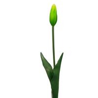 Tulipan pojedynczy gumowy zielony