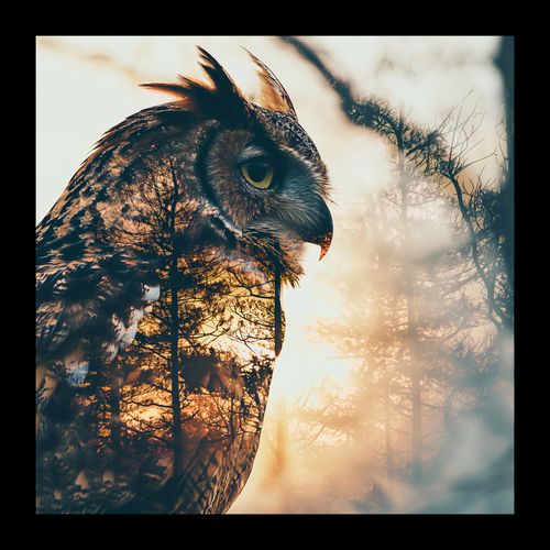 Plakat 20x20cm Sowi Duch na Arena.pl