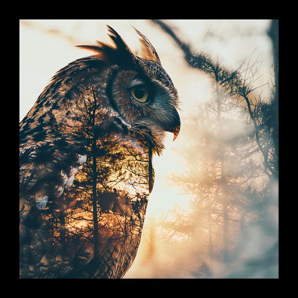 Plakat 20x20cm Sowi Duch zdjęcie 2