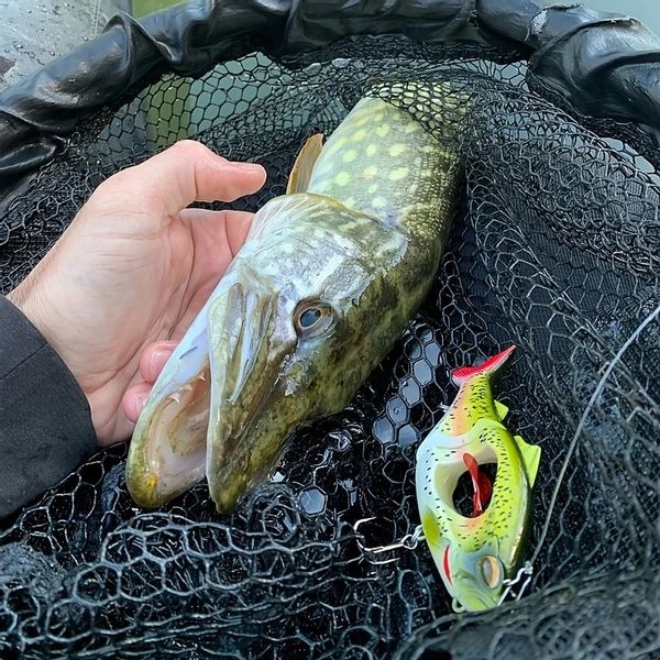 PRZYNĘTA WOBLER XXL na SZCZUPAKA SUMA Obrotowy WAHADŁO 13,5 cm 35g zdjęcie 3