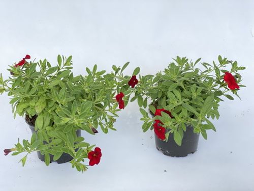 Million Bells Firestorm Calibrachoa kolor czerwony na Arena.pl