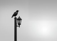 Plakat 18x13cm Samotny Postój Kruka