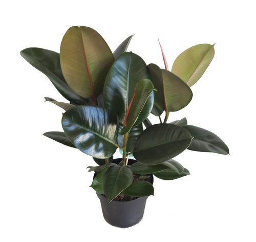 FIKUS ELASTIKA ROBUSTA 65cm na Arena.pl