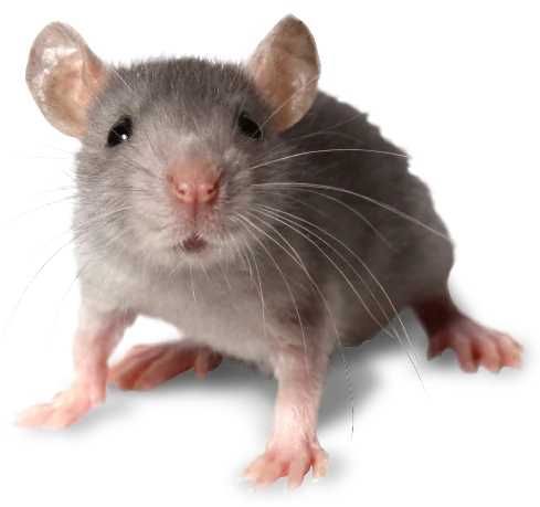 bros - lep na myszy i szczury - 1 szt. na Arena.pl