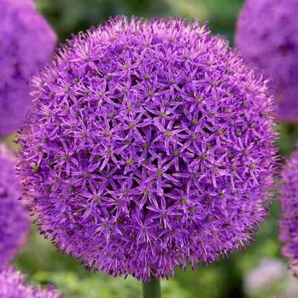 Czosnek ozdobny 'Gladiator' - duża paczka! - 15 szt. na Arena.pl