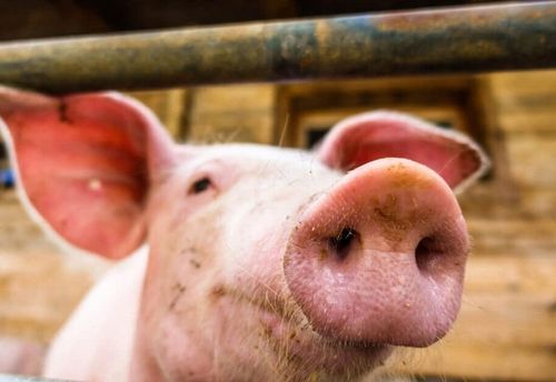 Zanęta 20 kg Zanęta Mączka Rybna na Arena.pl