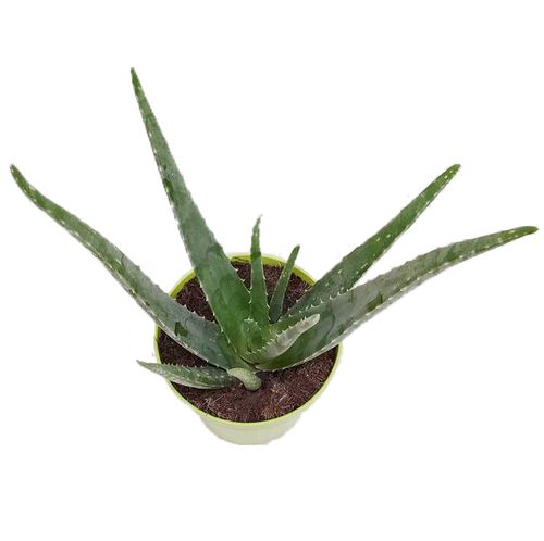 Aloes ALOE VERA 50 cm na Arena.pl