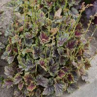 Żurawka BEAUTY COLOUR Bordowa Niezawodna bylina do cienia Sadzonki 2L