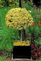 TRZMIELINA na pniu żółto-zielona - sadzonki 50 / 70 cm