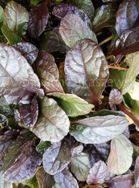 Dąbrówka rozłogowa rabata bylina sadzonka zdjęcie 1