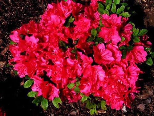 Azalia japońska Gislinde C2 E na Arena.pl