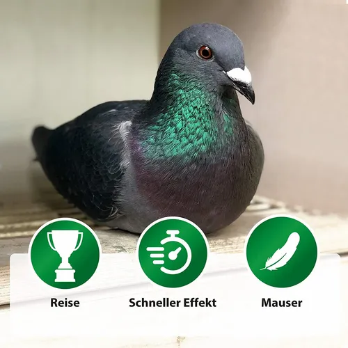 Bt-amin forte Rohnfried 1 l na Arena.pl