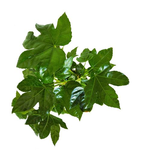 FATSIA doniczkowa 35cm na Arena.pl