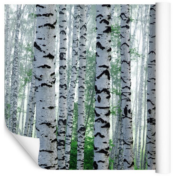 Fototapeta Las Drzewa Natura BRZOZY Do Sypialni 368cm X 254cm Arena Pl