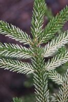 Świerk kaukaski 'Sulphur Flush ciekawy akcent