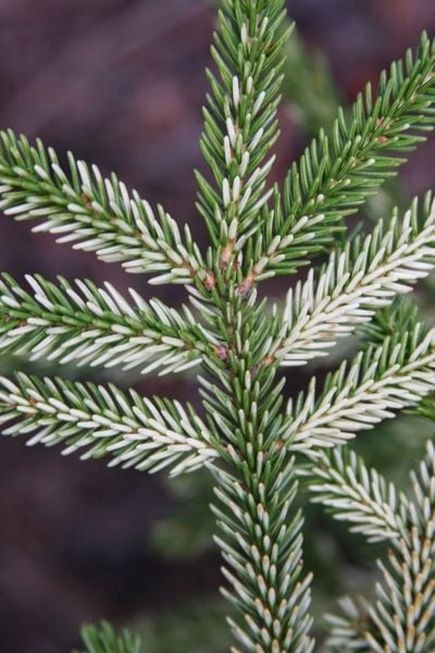 Świerk kaukaski 'Sulphur Flush ciekawy akcent zdjęcie 1