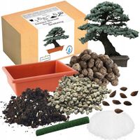 ZESTAW DO UPRAWY BONSAI ŚWIERK SREBRNY DRZEWKO DO SADZENIA NASIONA 4 SZT