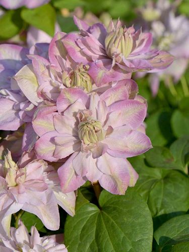 Powojnik Clematis Innocent Blush ® C2 E na Arena.pl