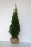 Tuja Szmaragd DUŻA 140 cm Thuja Smaragd, Żywotnik zachodni