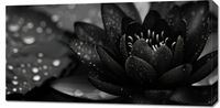 Obraz 100x50cm Lotos w Czerni