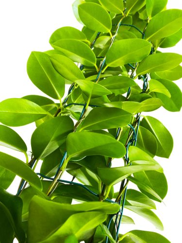 Hoya hoja AUSTRALIJSKA 85 cm na Arena.pl