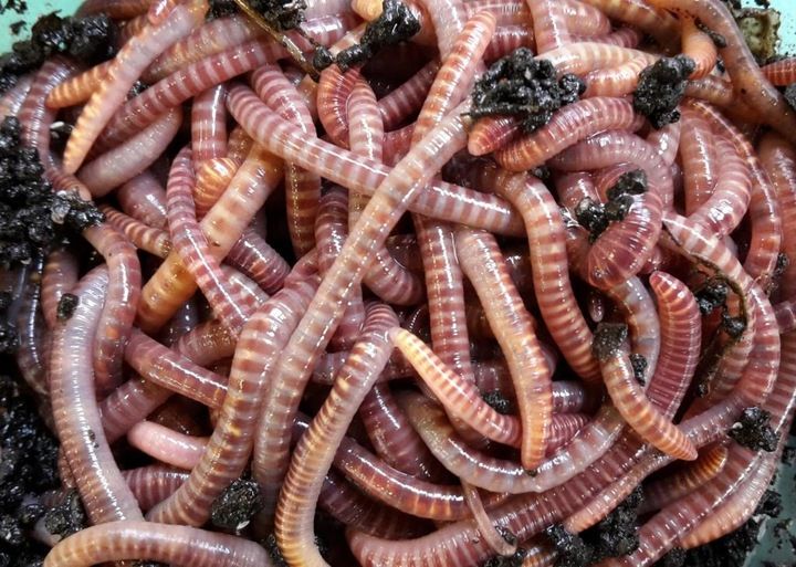 Naturalny Kompost Ekologiczny od Dżdżownic zdjęcie 3