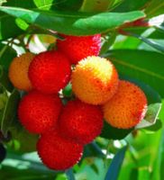 DRZEWO TRUSKAWKOWE - sadzonki w doniczkach