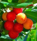 DRZEWO TRUSKAWKOWE - sadzonki w doniczkach