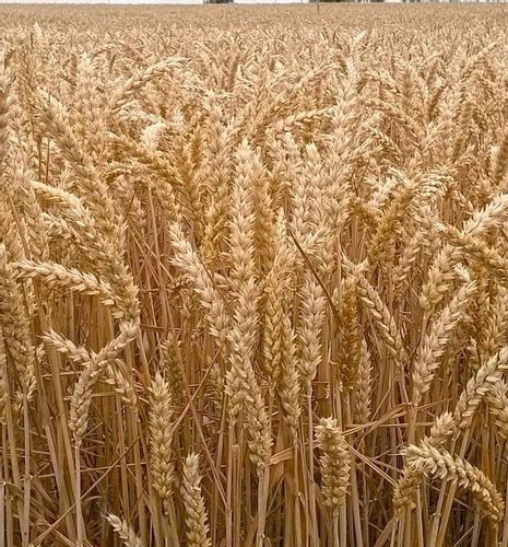 LENTIPUR 1L na chwasty na Arena.pl