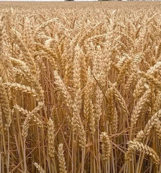 LENTIPUR 1L na chwasty zdjęcie 8